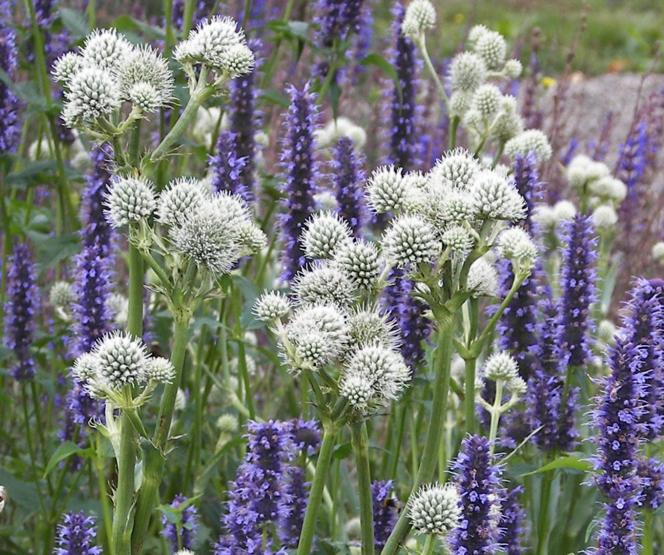 Des images de diff�rentes plantes